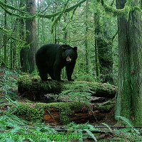 Black Bear in forest