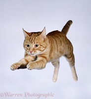 Leaping ginger cat