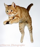 Leaping ginger cat