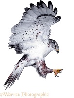 Ferruginous Hawk landing