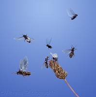 Black Ants flying from plantain