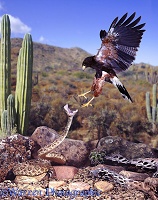 Rattlesnake and Harris Hawk doing battle