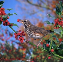 Redwing on holly