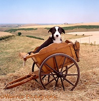 Border Collie puppy in a cart