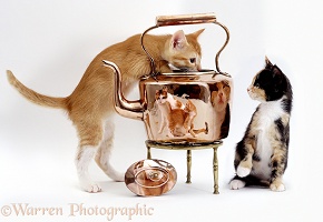 Cats & Copper Kettle