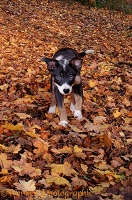 Puppy running on Maple leaves