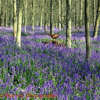 Pheasant in Bluebell woods