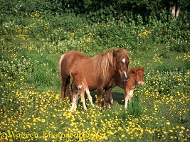 Shetland Pony & Foal twins