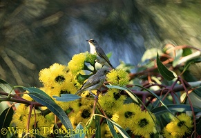 Brown Honeyeaters on yellow flowers
