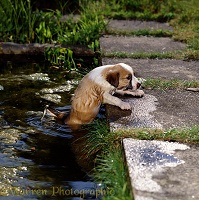 Border Collie puppy climbing out of pond