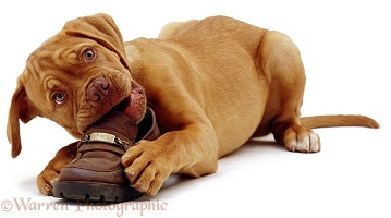 Dogue de Bordeaux chewing a shoe
