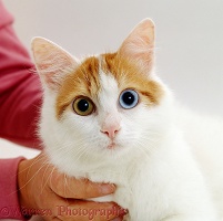 Odd-eyed cat