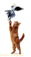 Cockatiel escaping Ginger Cat