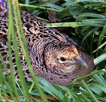 Nesting Pheasant