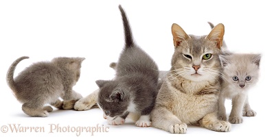Grey mother cat and kittens 2A