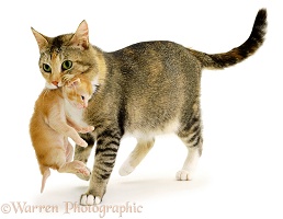 Mother cat carrying a kitten