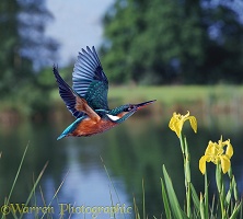 Kingfisher in flight by a pond