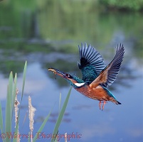 Kingfisher in flight by a pond
