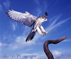 Hybrid falcon alighting 3D 2 R