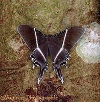 Clear Wing Moth on bark