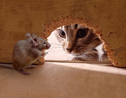 Cat looking through hole at mouse