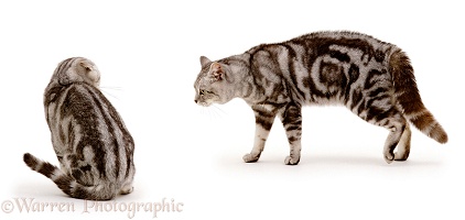 Aggressive silver tabby cat