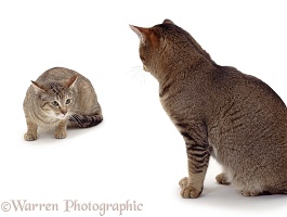 Two cats squaring up