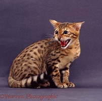 Bengal cat snarling