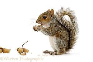 Grey Squirrel with nuts