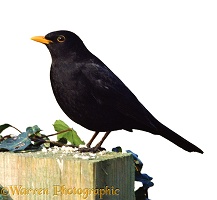 Blackbird on a post