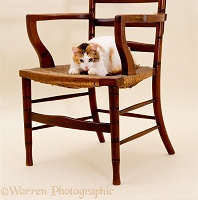 Calico cat kneeding a chair