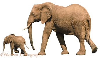 African Elephant with baby