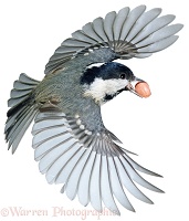 Coal Tit flying off with a peanut