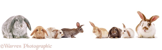 Windmill-ears Rabbit family