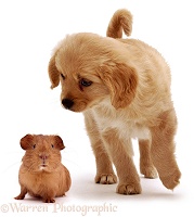 Puppy & red Guinea Pig