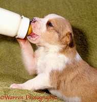 Puppy feeding from a bottle