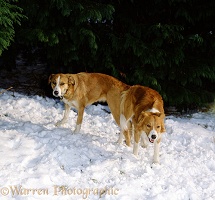 Dogs mating in the snow