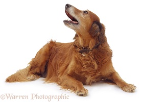 Elderly Red Setter-cross dog