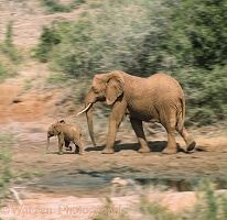 Elephant with baby in motion