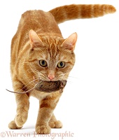 Ginger cat with a captured mouse