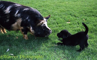Pig and Labrador puppy