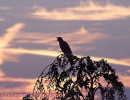 Singing blackbird silhouette