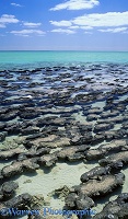 Stromatolites