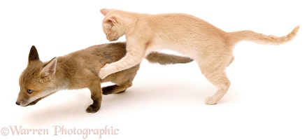 Fox and Kitten playing - (3 May)