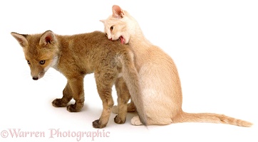 Fox and Kitten playing - (3 May)
