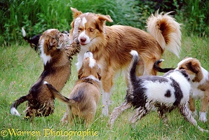 Border Collie dog with his puppies