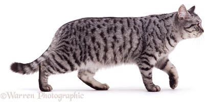 Silver tabby cat