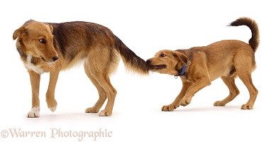 Dog pulling another dog's tail