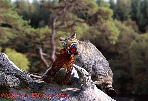 Wild cat with pheasant in Scotland