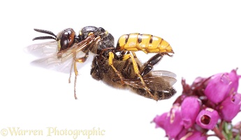 Bee-killer Wasp
